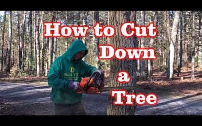 How to Cut Down a Tree – ( 2 mins )